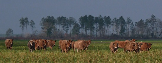 Parthenais_2 ©2012 Gilles Prince