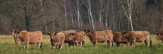 Parthenais_3 ©2012 Gilles Prince