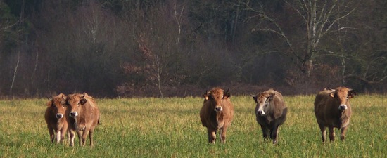 Parthenais_4 ©2012 Gilles Prince