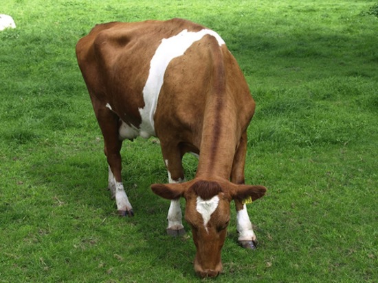 Red Pied Friesian ©2010 Sandra Valk