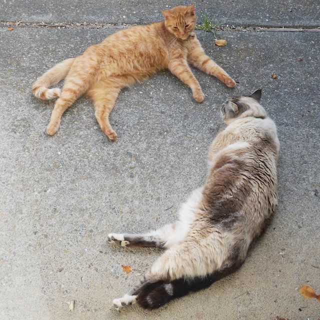 two_cats_episode_1_1