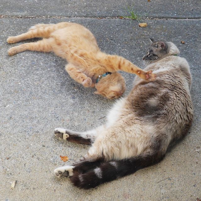 two_cats_episode_1_2