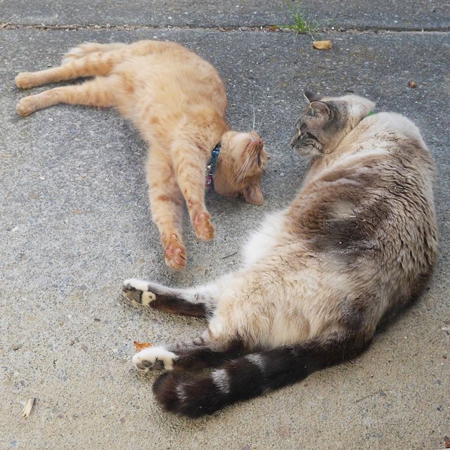 two_cats_episode_1_3