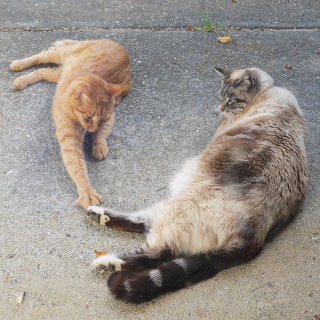 two_cats_episode_1_4