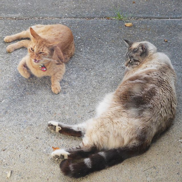 two_cats_episode_1_5