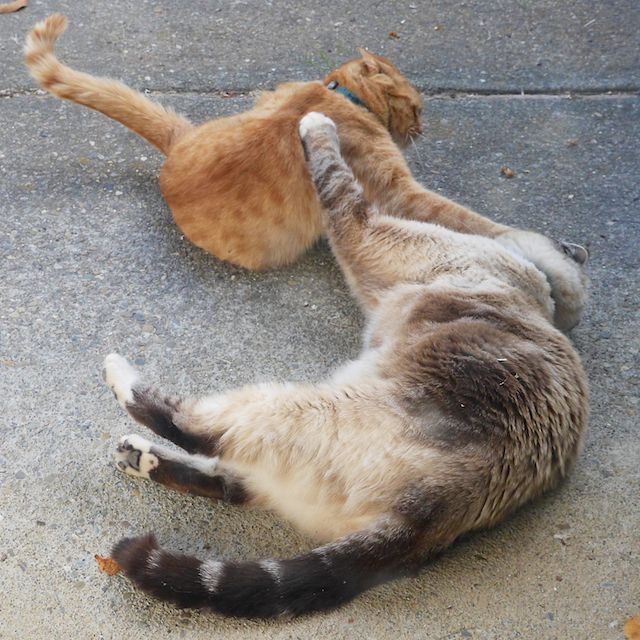 two_cats_episode_1_6