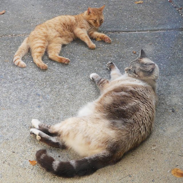 two_cats_episode_1_7