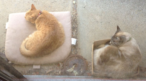 two_cats_episode_3