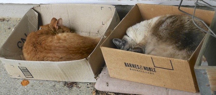 two_cats_episode_2